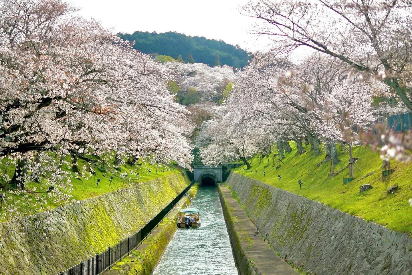琵琶湖疏水の桜🌸4月4日15:30時点