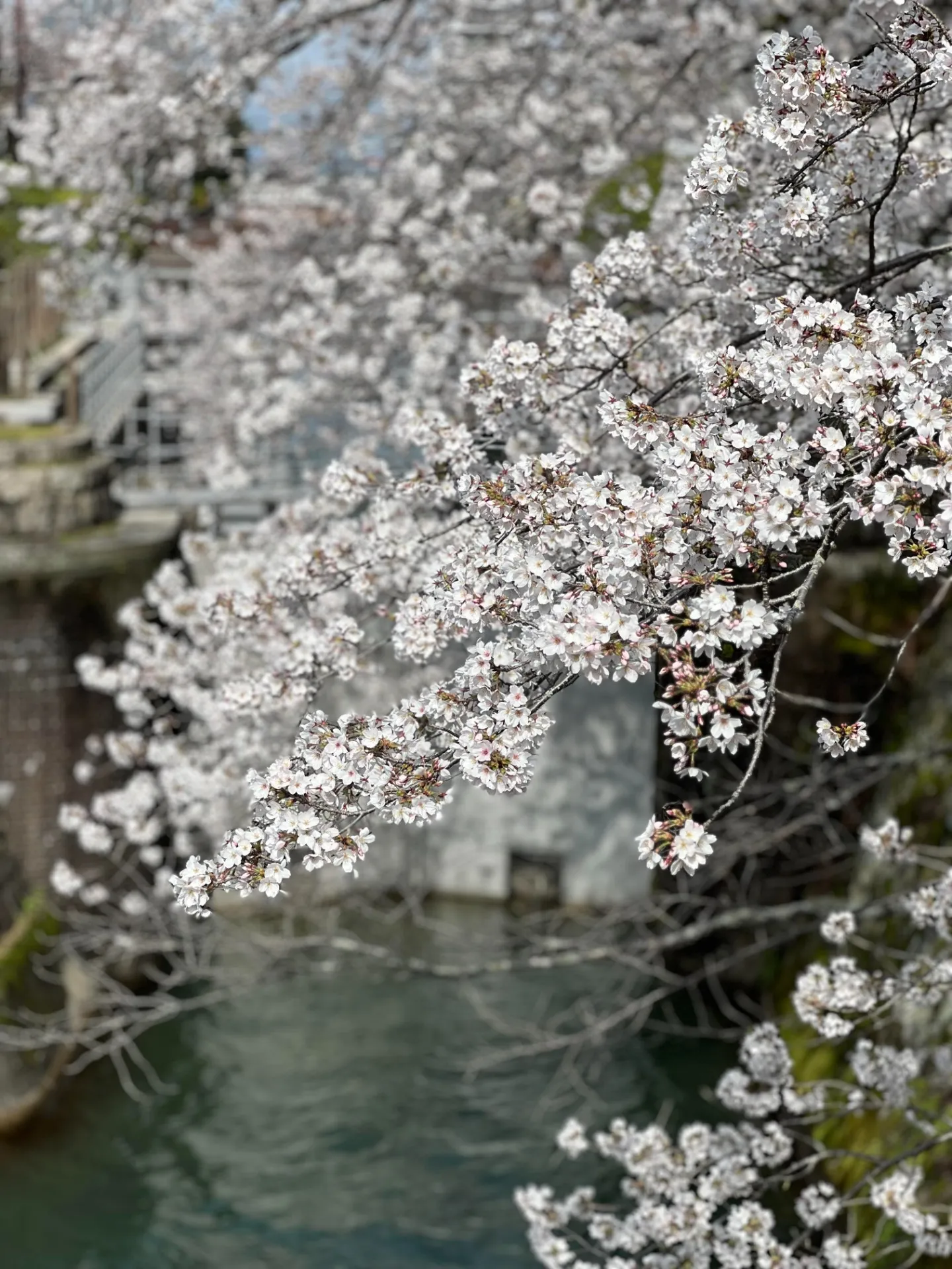 大津駅界隈は今週末が桜の見頃です♪