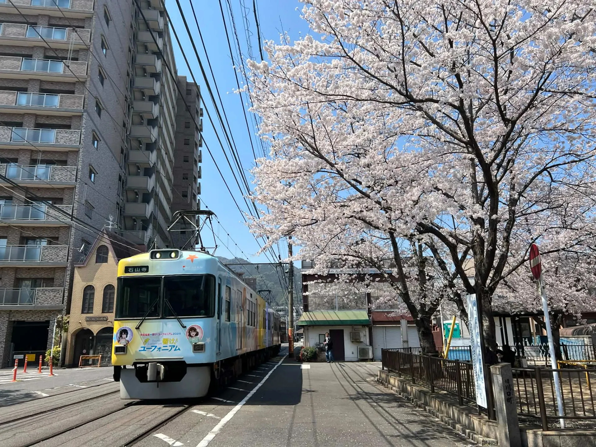 Jinen周辺の桜は、今日から週末が見頃です♪